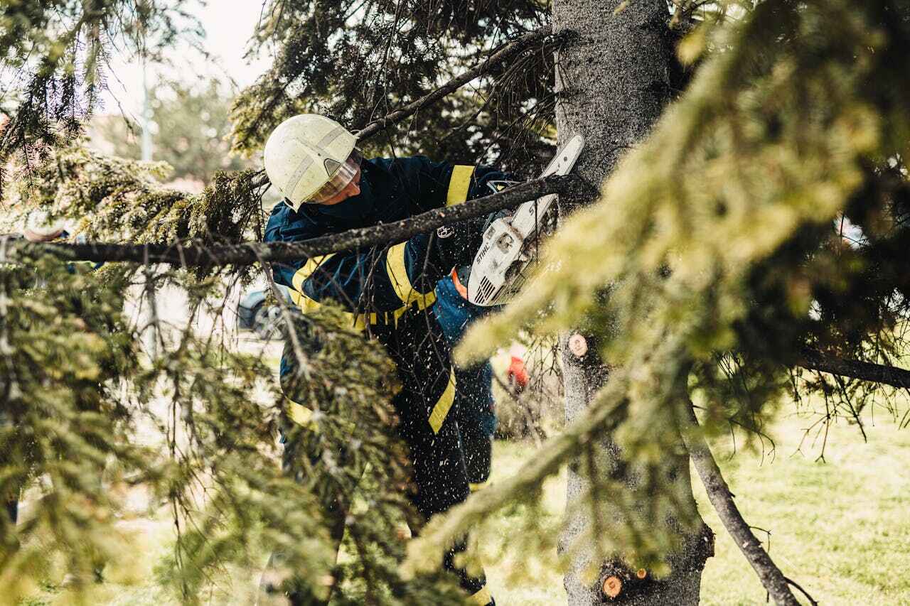 Dead Tree Removal in Concordia, MO